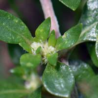 Alternanthera caracasana, plants also whitish in color. Khaki Weed