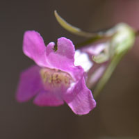 Climbing Snapdragon, Maurandella antirrhiniflora has several color forms; rose, reddish, pink, purple and blue.