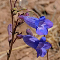 Cochise Beardtongue or Purple Penstemon, Penstemon dasyphyllus
