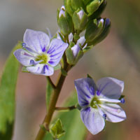 Water Speedwell flowers may be white, purple or pinkish. Veronica anagallis-aquatica