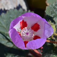 Desert Fivespot, color variable; lilac, pinkish-purple, mauve, drying violet-purple; Eremalche rotundifolia