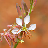 White, pink, purple, Oenothera suffrutescens (Gaura coccinea), Scarlet Beeblossom