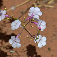 Gilia Beardtongue or Bush Penstemon; flowers pink or whitish-pink. Penstemon ambiguus