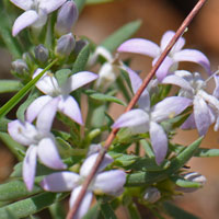 Flowers white or pinkish; Pygmy Bluet, Houstonia wrightii
