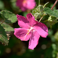 Rock Rose or Rose Mallow, Pavonia lasiopetala