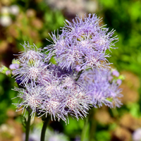 Gregg's Mistflower; flowers may be blue, purple, pink or lavender; Conoclinium greggii