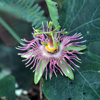 Mexican Passionflower or Passionflower, Passiflora mexicana