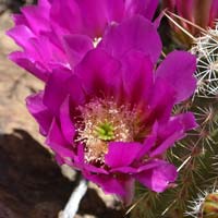 Pinkflower Hedgehog Cactus, flowers magenta, purple to pink; Echinocereus bonkerae