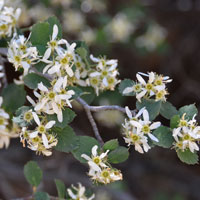 Utah Serviceberry or Western Serviceberry, Amelanchier utahensis