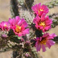 Pink Flowers Thumbnail Images, Southwest Desert Flora