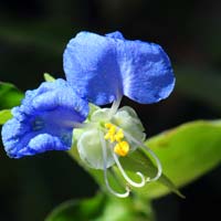Commelina erecta, Whitemouth Dayflower