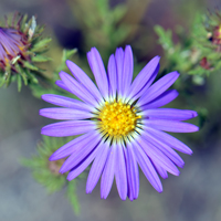 Hoary Aster or Purple Aster, Dieteria canescens
