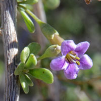 Fremont's Thornbush or Boxthorn, Lycium fremontii