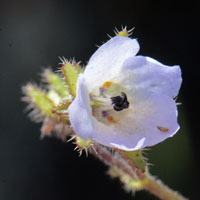 Blue Fiestafloweror Desert Fiestaflower, Pholistoma auritum