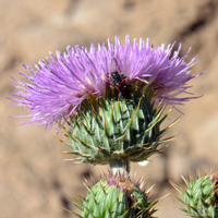 Mojave or Virgin Thistle, flowers may be white, pink or lavendar, Cirsium mohavense