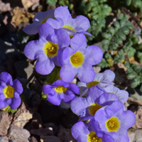 Fremont's Phacelia, flowers pink, purple, blue with yellow center, Phacelia fremontii