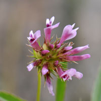 Tomcat Clover, flowers pink or purple. Trifolium willdenovii