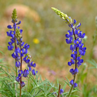 Coulter's Lupine or Mojave Lupine, Lupinus sparsiflorus