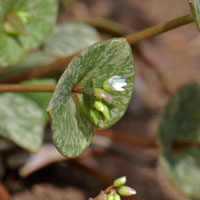 Claytonia-parviflora, Streambank Springbeauty