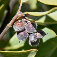 Fruits of Ashy Silktassel or Quinine Buse, Garrya flavescens