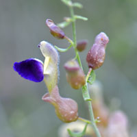 Scutellaria mexicana, Bladder Sage