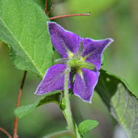 Fendler's Horsenettle or Wild Potato, flowers purple, pink or white; Solanum fendleri