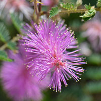 Velvetpod Mimosa, Mimosa dysocarpa