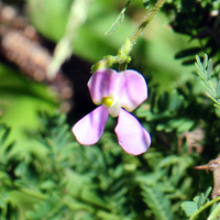 Slimleaf Bean or Narrowleaf Bean; Flowers range from pink to purple to lavendar. Phaseolus angustissimus