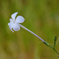 Ipomopsis longiflora or Long-flowered Gilia, Flaxflowered Ipomopsis