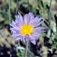 Mojave Woodyaster or Mojave Aster has variable colors ranging from lavender, pale violet, blue or whitish-blue. Xylorhiza tortifolia
