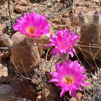 Rainbow Hedgehog Cactus, pink, purple, lavender or magenta; Echinocereus rigidissimus