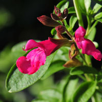 Salvia greggii, Autumn Sage or Texas Sage