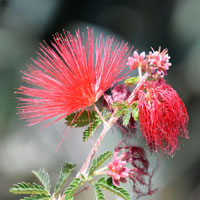 Baja Fairy Duster or Red Fairy Duster, Calliandra californica