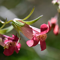 Climbing Snapdragon, Maurandella antirrhiniflora has several color forms; rose, reddish, pink, purple and blue.