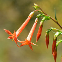 Skyrocket or Scarlet Gilia, Ipomopsis aggregata