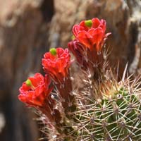 Scarlet Hedgehog Cactus, Echinocereus coccineus