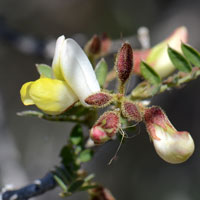Rosary Babybonnets or Coursetia, Coursetia glandulosa