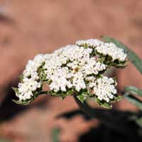 Nevada Biscuitroot or Wild Parsley, Lomatium nevadense 