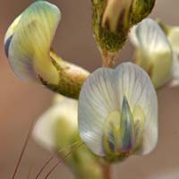 Arizona Milkvetch, Astragalus arizonicus