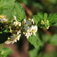 Mexican Oregano or Redbrush Lippia, flowers white or yellowish.  Lippia graveolens
