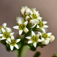 Bastard Toadflax flowers are white or greenish-white, Comandra umbellata