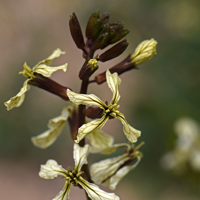 Salad Rocket; flowers may be white, cream, or yellow; Eruca vesicaria ssp. sativa