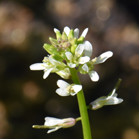 aulanthus lasiophyllus; flowers may be white, creamy or yellow, California Mustard