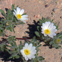Mojave Desertstar or Bristly Desertstar, Monoptilon bellioides
