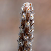 Woolly Plantain or Pursh Plantain, Plantago patagonica