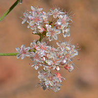 Flat-top- or Eastern Mojave- Buckwheat, Eriogonum fasciculatum