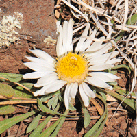 Stemless Townsend Daisy or Easter Daisy,; flower white or pinkish-white, Townsendia exscapa