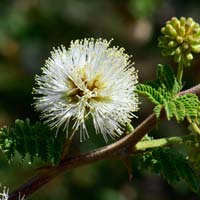 Catclaw Mimosa, Mimosa aculeaticarpa biuncifera