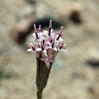 Palafoxia arida var. arida, flowers pink, whitish or flesh colored; Desert Palafox