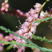 Chinese Saltcedar or Saltcedar; flowers purple, pink or white. Tamarix chinensis.
